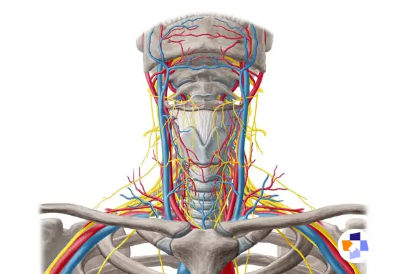 گردن درد عصبی چیست| مجله طبی