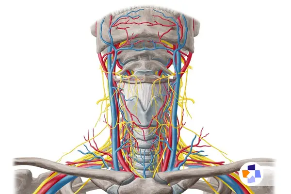 علائم گردن درد و نشانه‌های علائم خطرناک دیسک گردن|مجله طبی