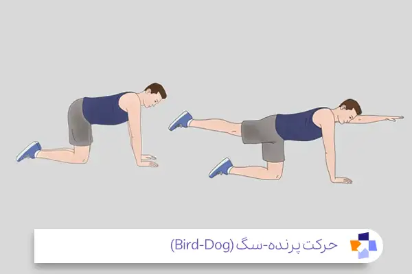 حرکت پرنده-سگ (Bird-Dog): بهترین ورزش برای دیسک کمر و سیاتیک|مجله طبی