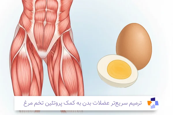 خواص تخم مرغ برای عضلات | مجله طبی